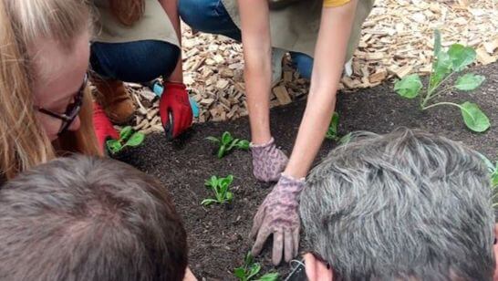 Fraise & Ciboulette - atelier jardin Fraise & Ciboulette - atelier jardin