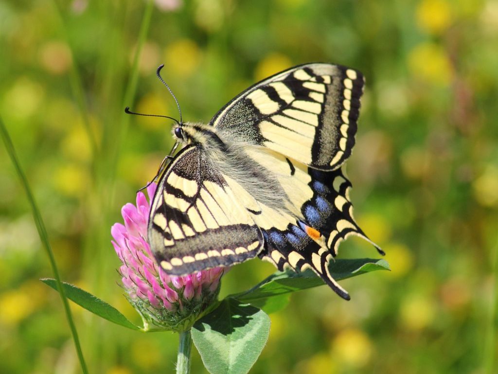 Fraise & Ciboulette - plantes d'intérieur entreprise